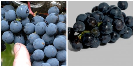 Лучшие сорта винограда для изготовления красных и белых вин